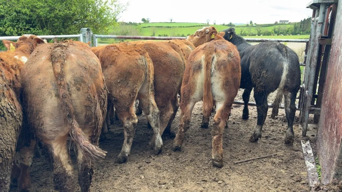 16 smashing limousine bullocks - Image 2