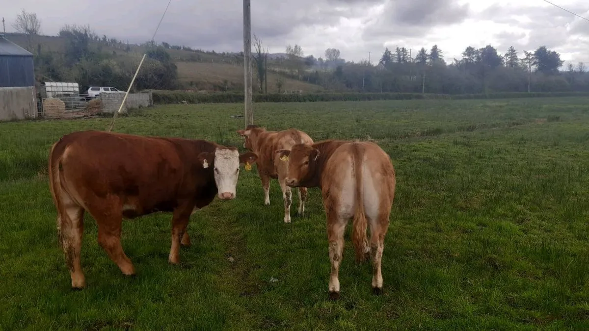 3 Organic Heifers - Image 1