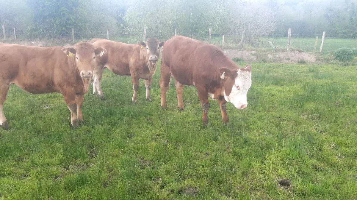 3 Organic Heifers - Image 2