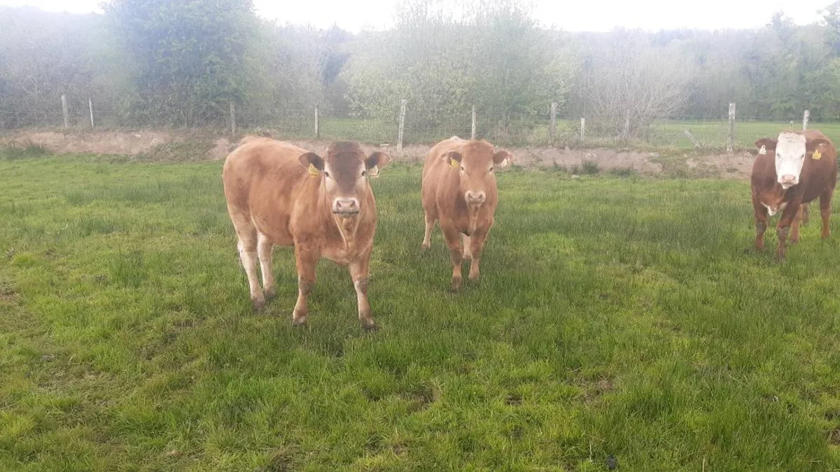 3 Organic Heifers - Image 3