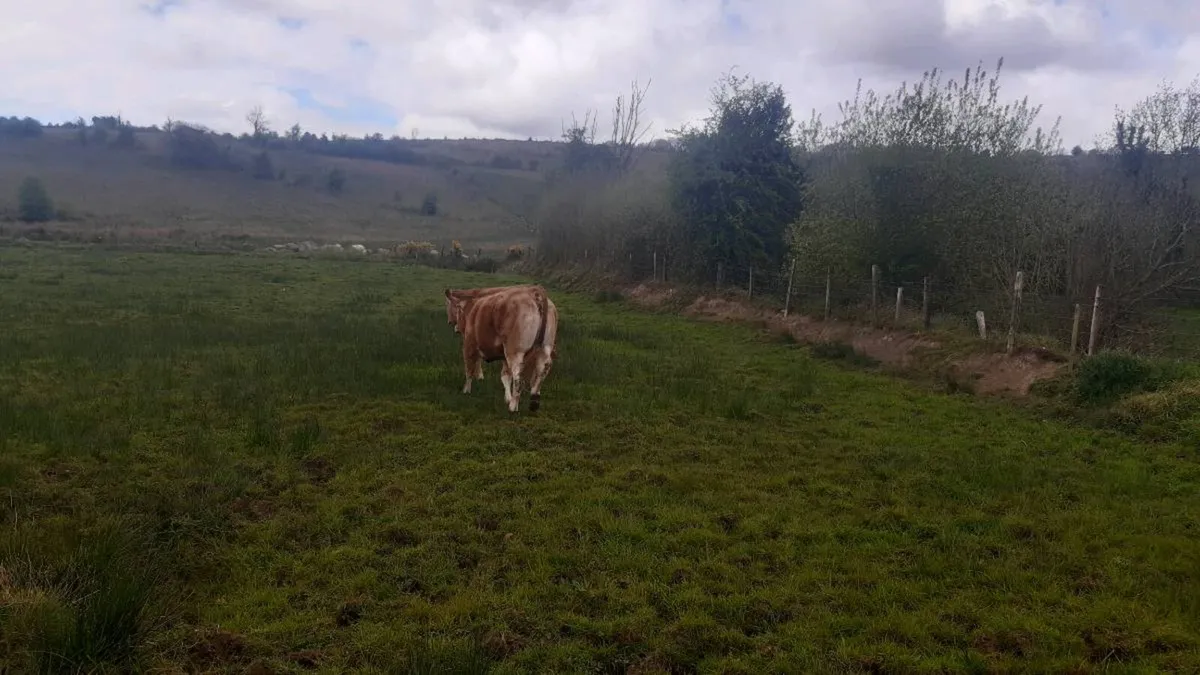 3 Organic Heifers - Image 4