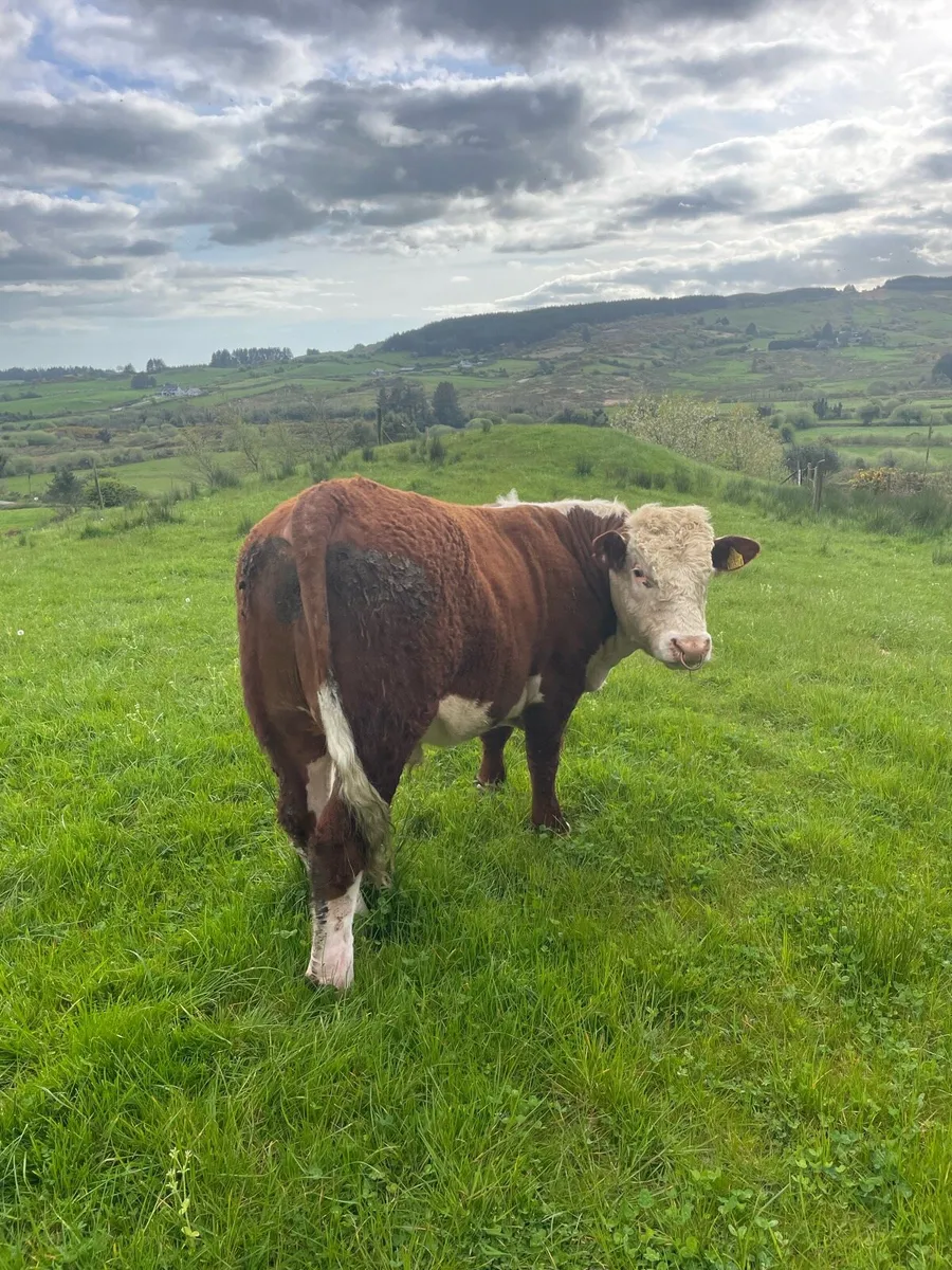 Smashing Hereford bull for sale - Image 2