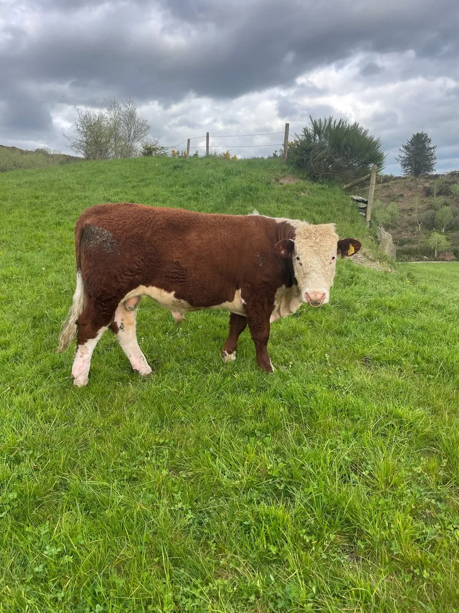 Smashing Hereford bull for sale - Image 3