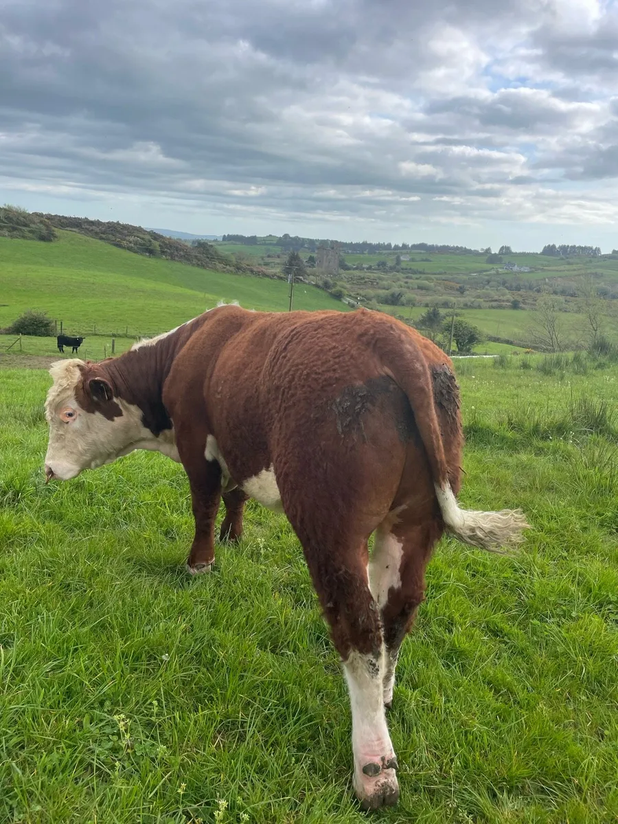 Smashing Hereford bull for sale - Image 4