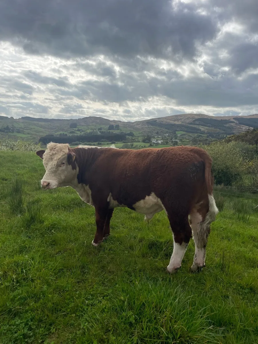 Smashing Hereford bull for sale - Image 1