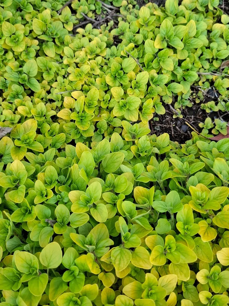 Plants - Image 1