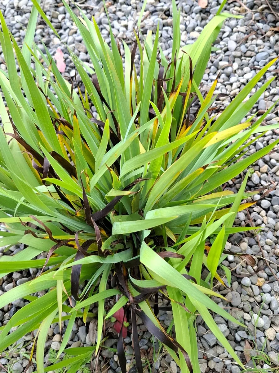 Plants - Image 2
