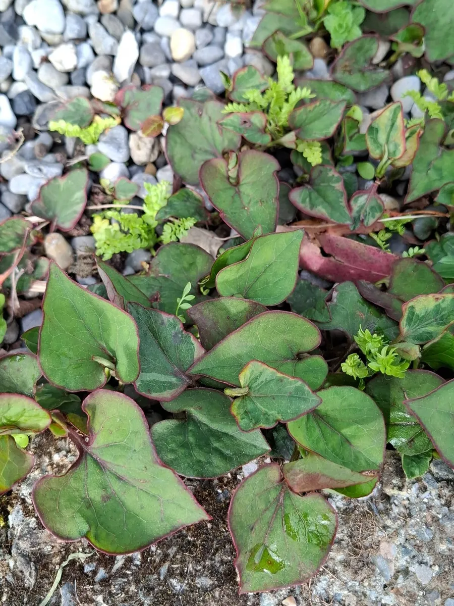 Plants - Image 4
