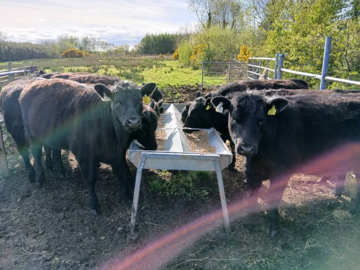 5 star pB registered heirfeirs 11 to 14 months - Image 1