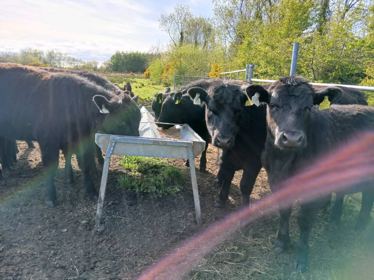 5 star pB registered heirfeirs 11 to 14 months - Image 2