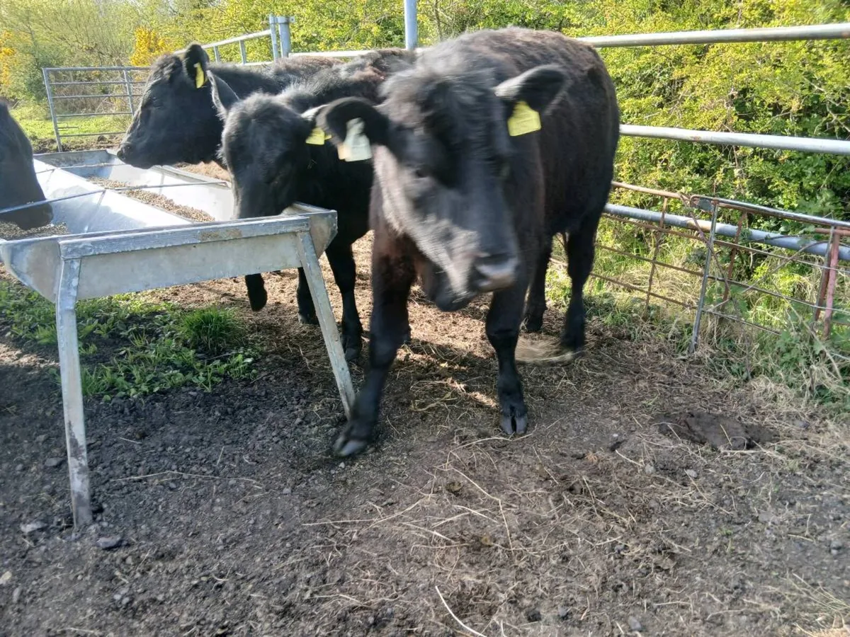 5 star pB registered heirfeirs 11 to 14 months - Image 3