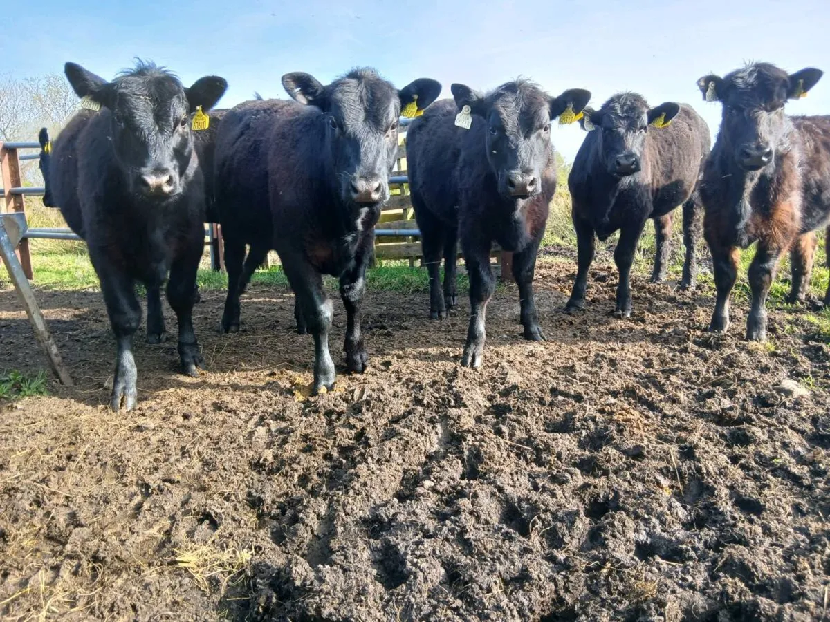 5 star pB registered heirfeirs 11 to 14 months - Image 4