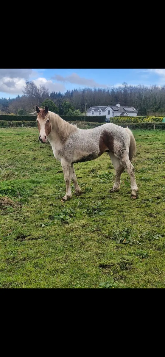 Horse For Sale - Image 1