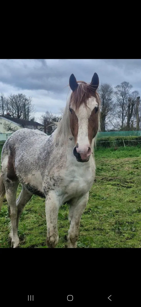 Horse For Sale - Image 2