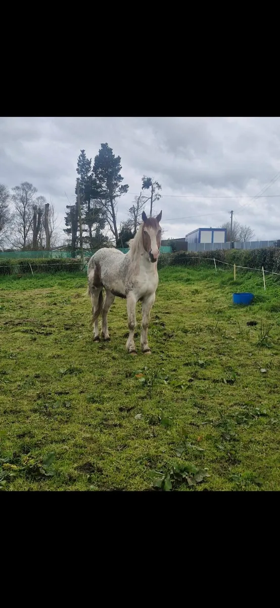 Horse For Sale - Image 3