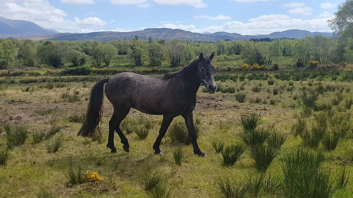 Connemara 3yr old - Image 3