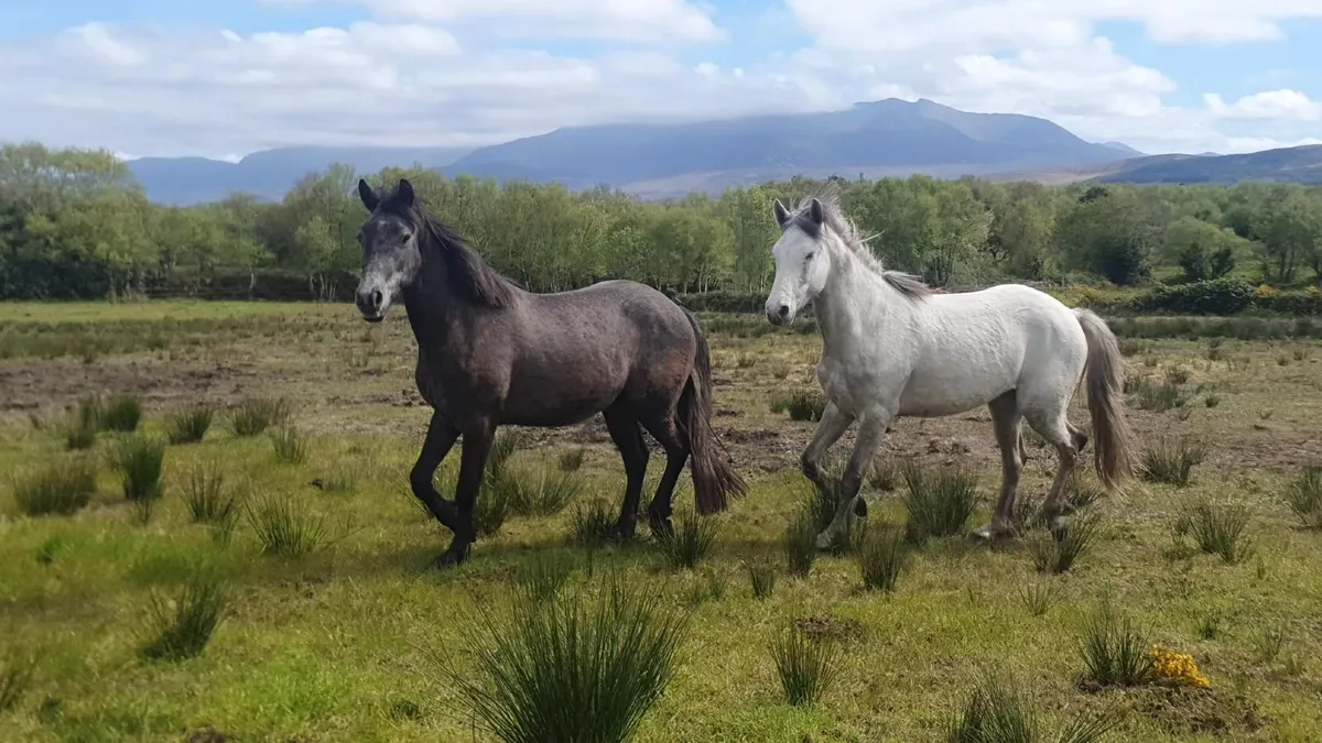 Connemara 3yr old - Image 4