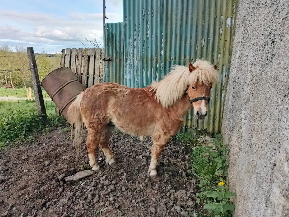 Shetland Pony - Image 1