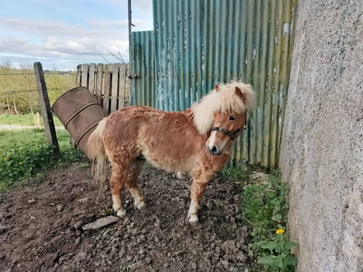 Shetland Pony - Image 2