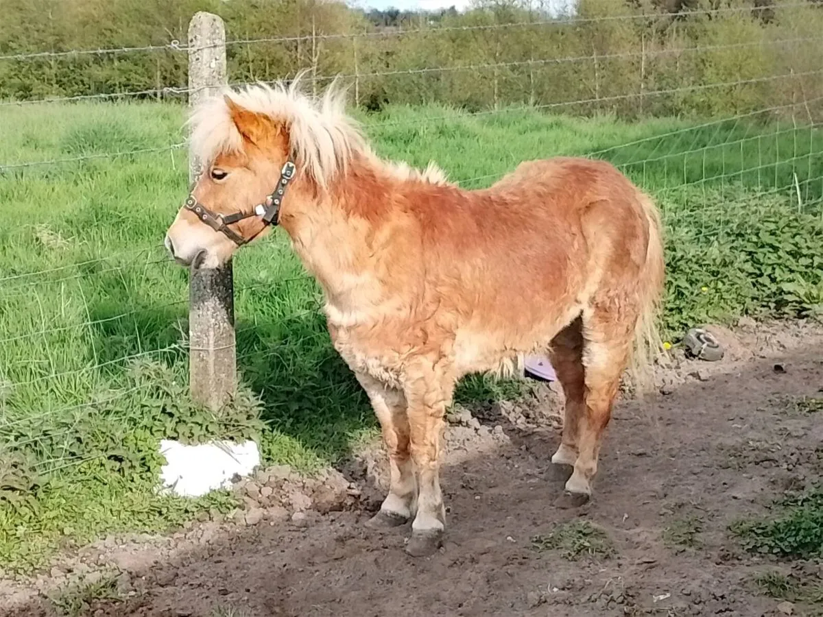 Shetland Pony - Image 3