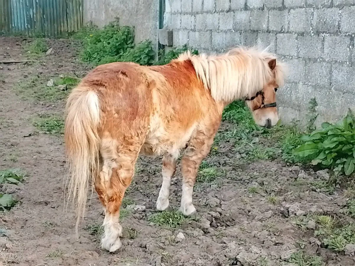Shetland Pony - Image 4