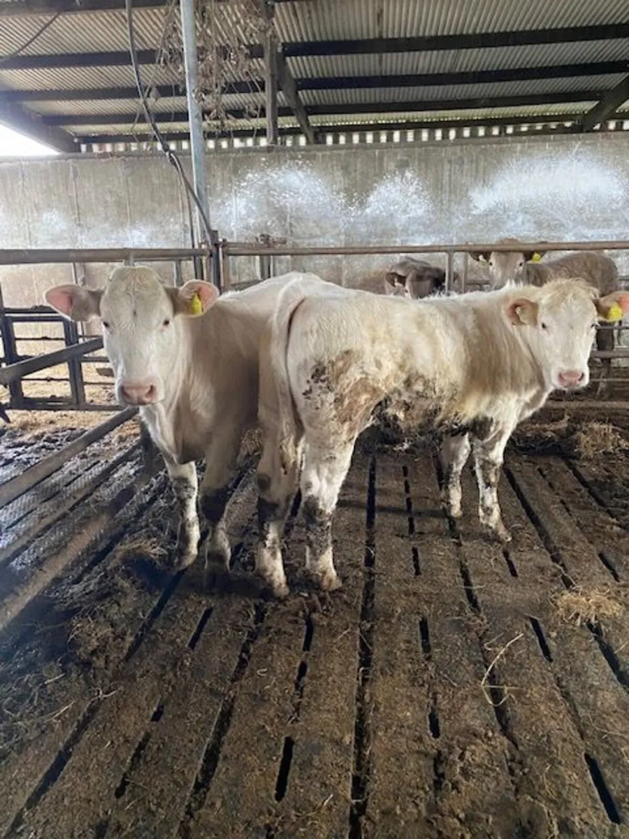 Charolais Weanling heifers - Image 1
