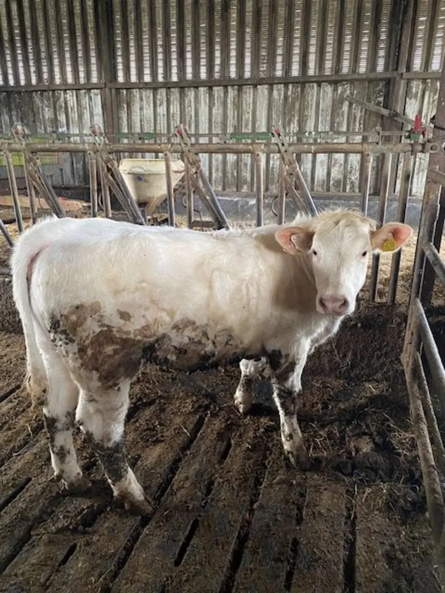 Charolais Weanling heifers - Image 2