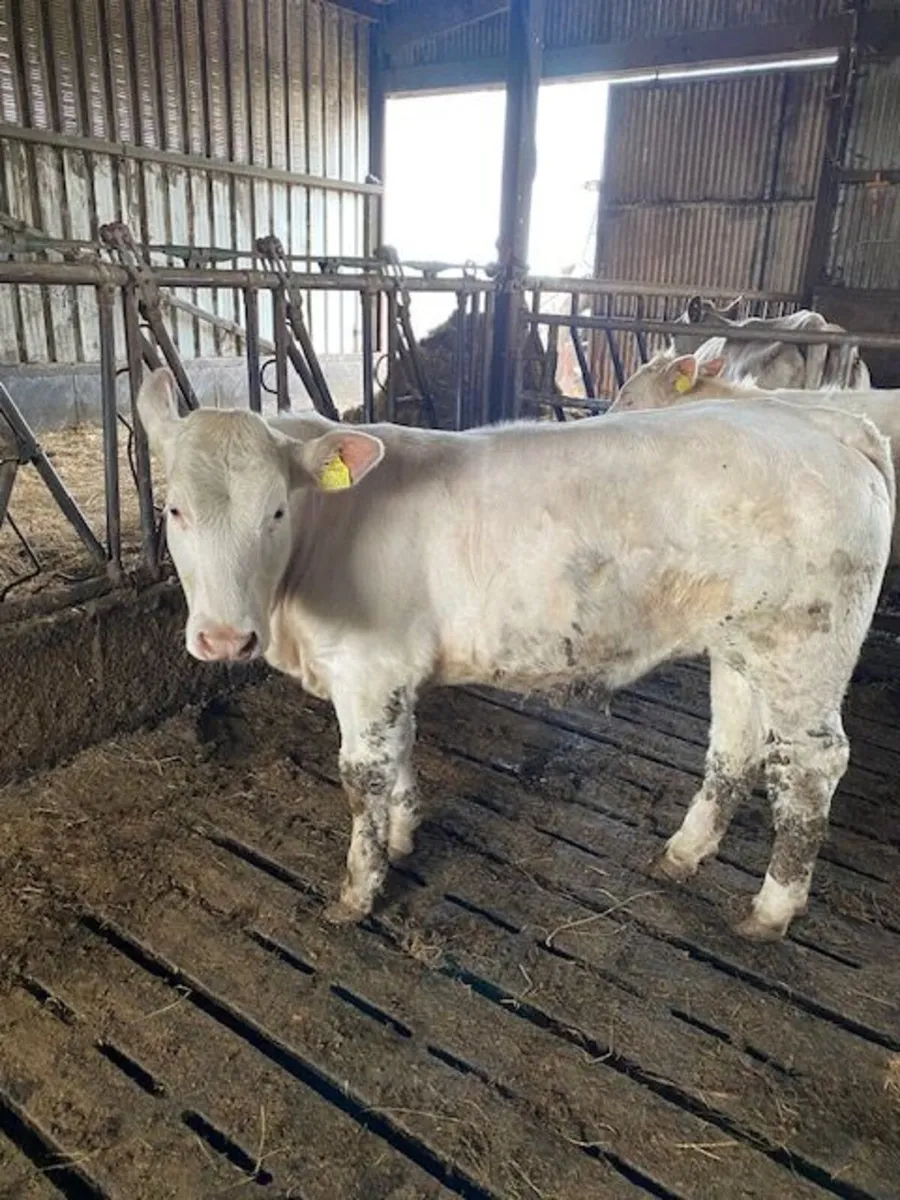 Charolais Weanling heifers - Image 3
