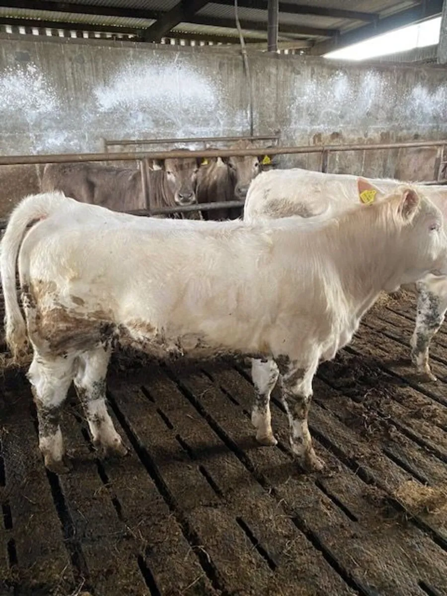 Charolais Weanling heifers - Image 4