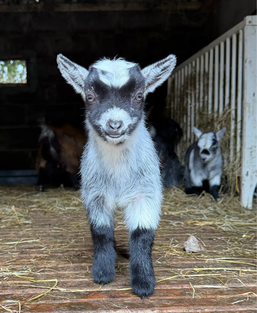 Purebred Pygmy goats - Image 1