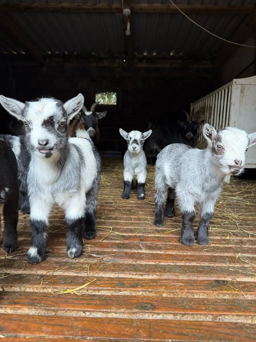 Purebred Pygmy goats - Image 3