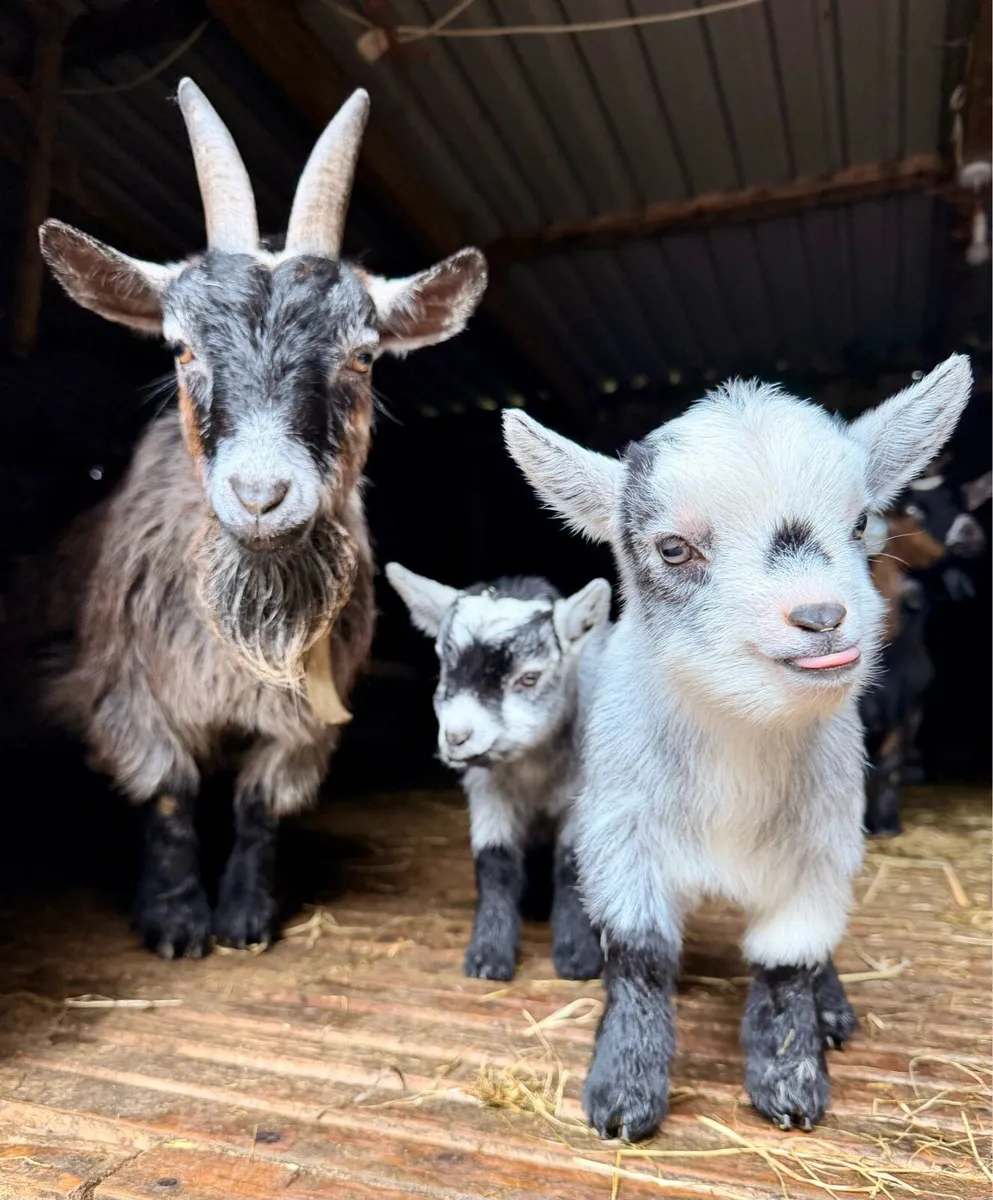 Purebred Pygmy goats - Image 2