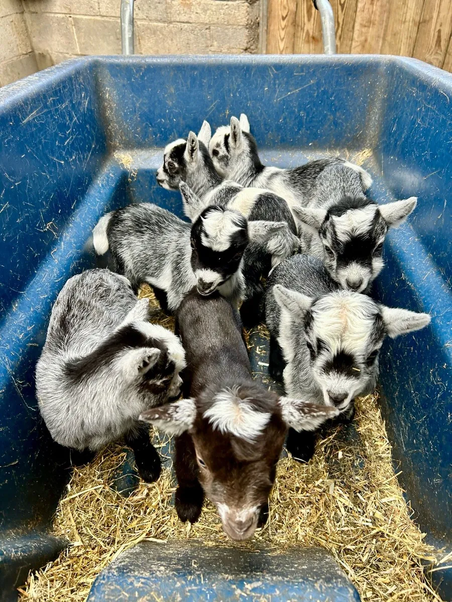 Purebred Pygmy goats - Image 4