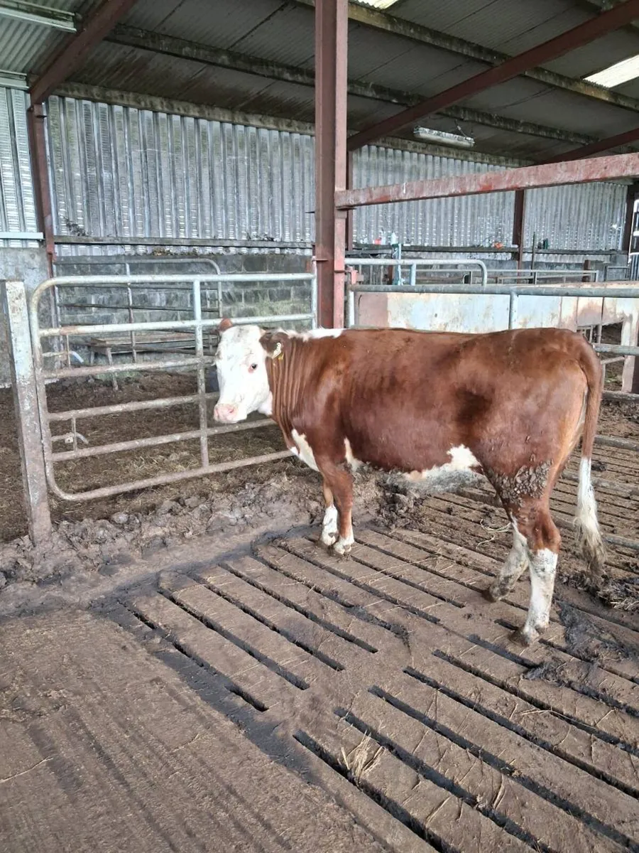 Hereford heifer