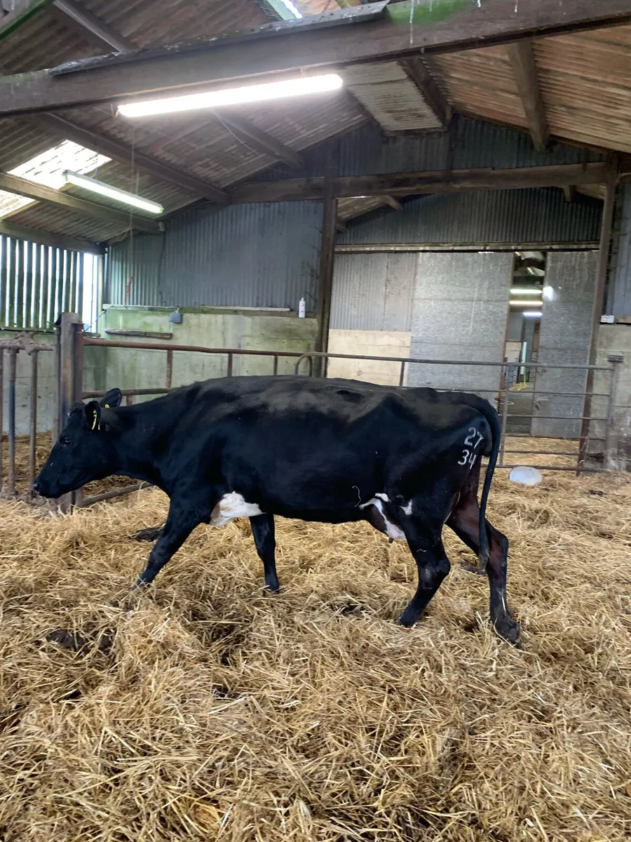 6 in calf cows - Image 3