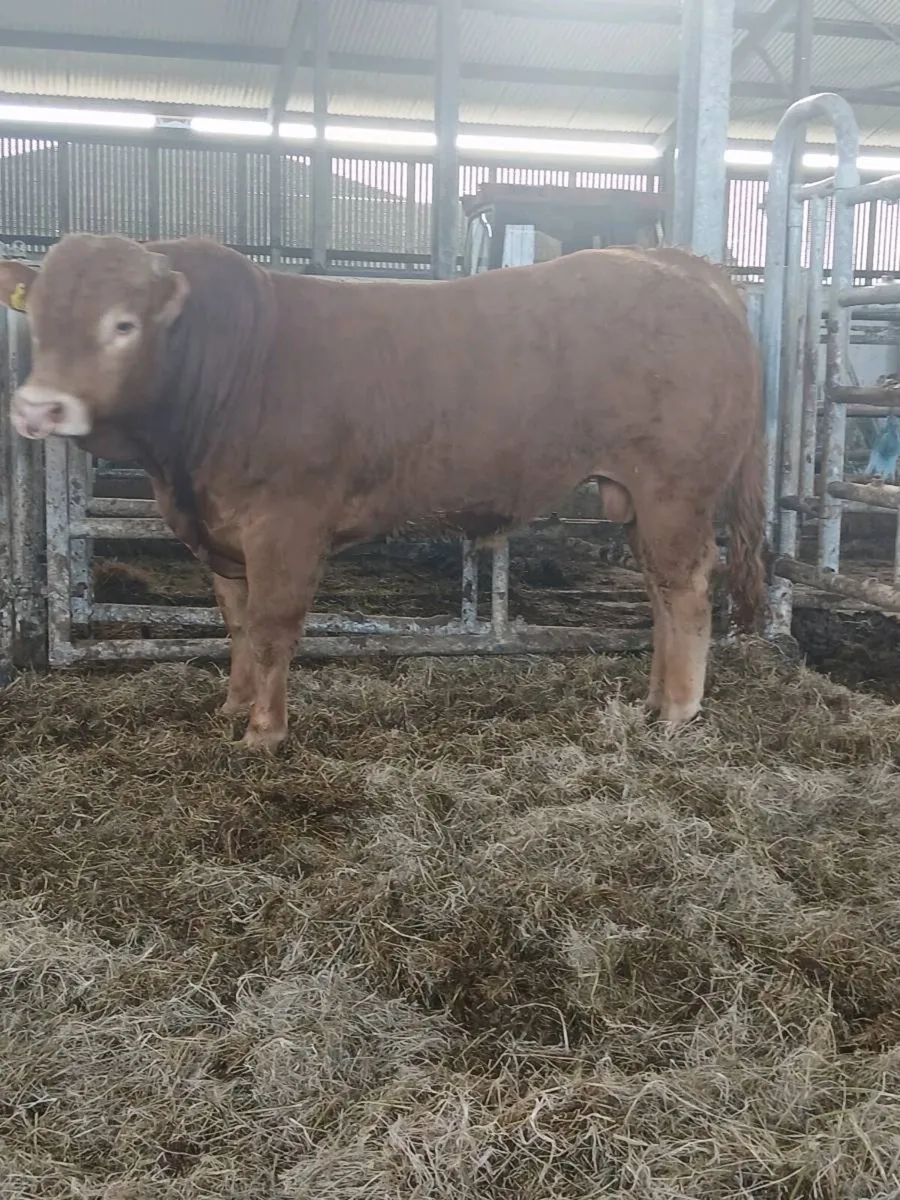 Limousin bulls - Image 2