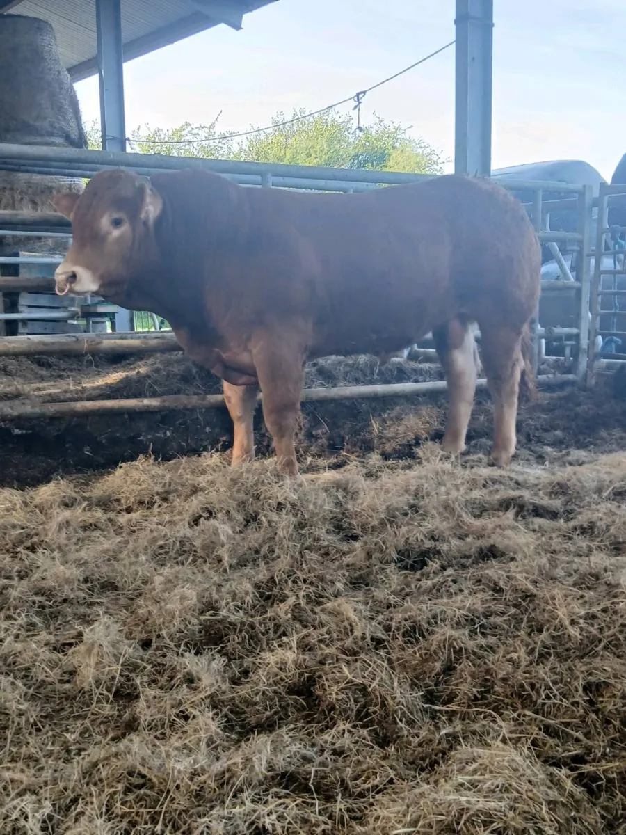 Limousin bulls - Image 1