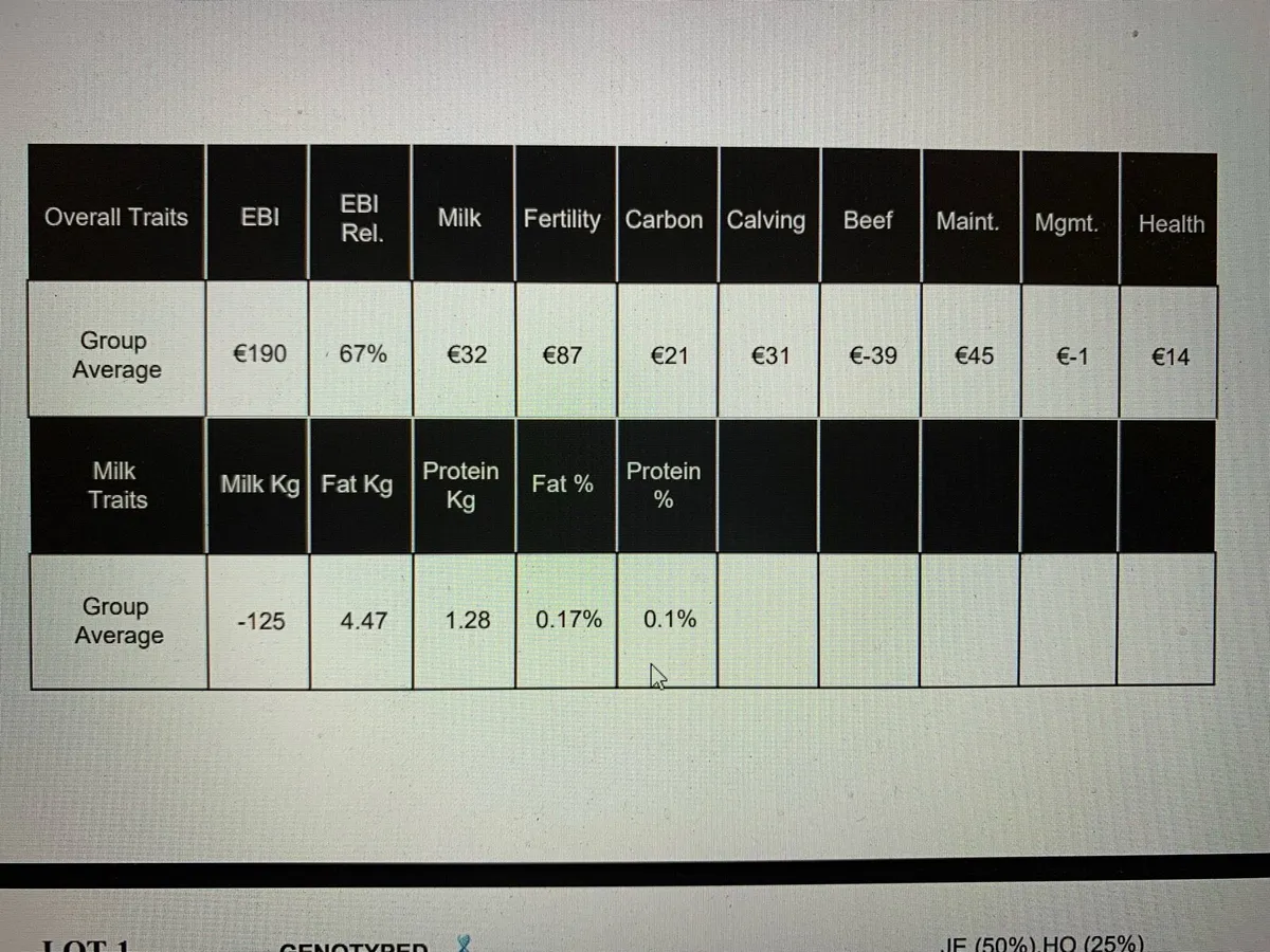 6 in calf cows - Image 1