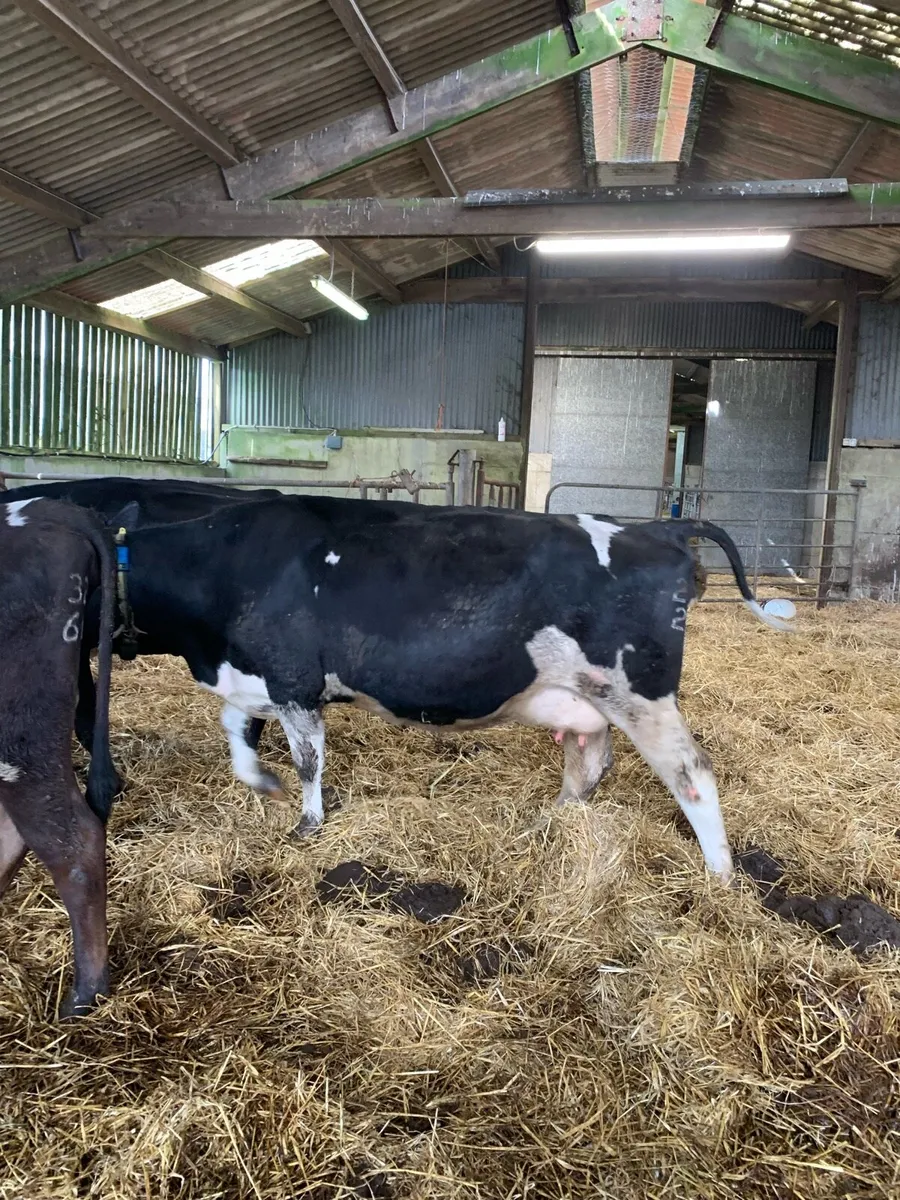 6 in calf cows - Image 2