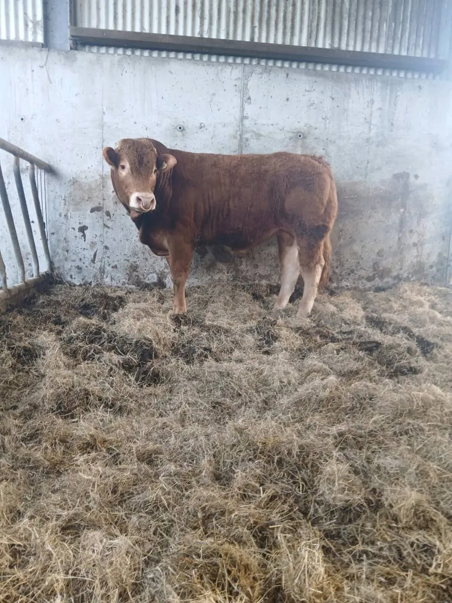 Limousin bulls - Image 4