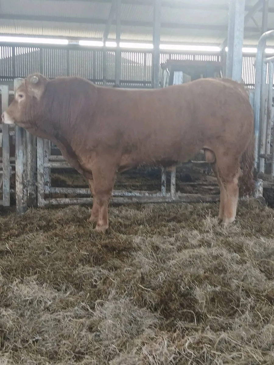 Limousin bulls - Image 3