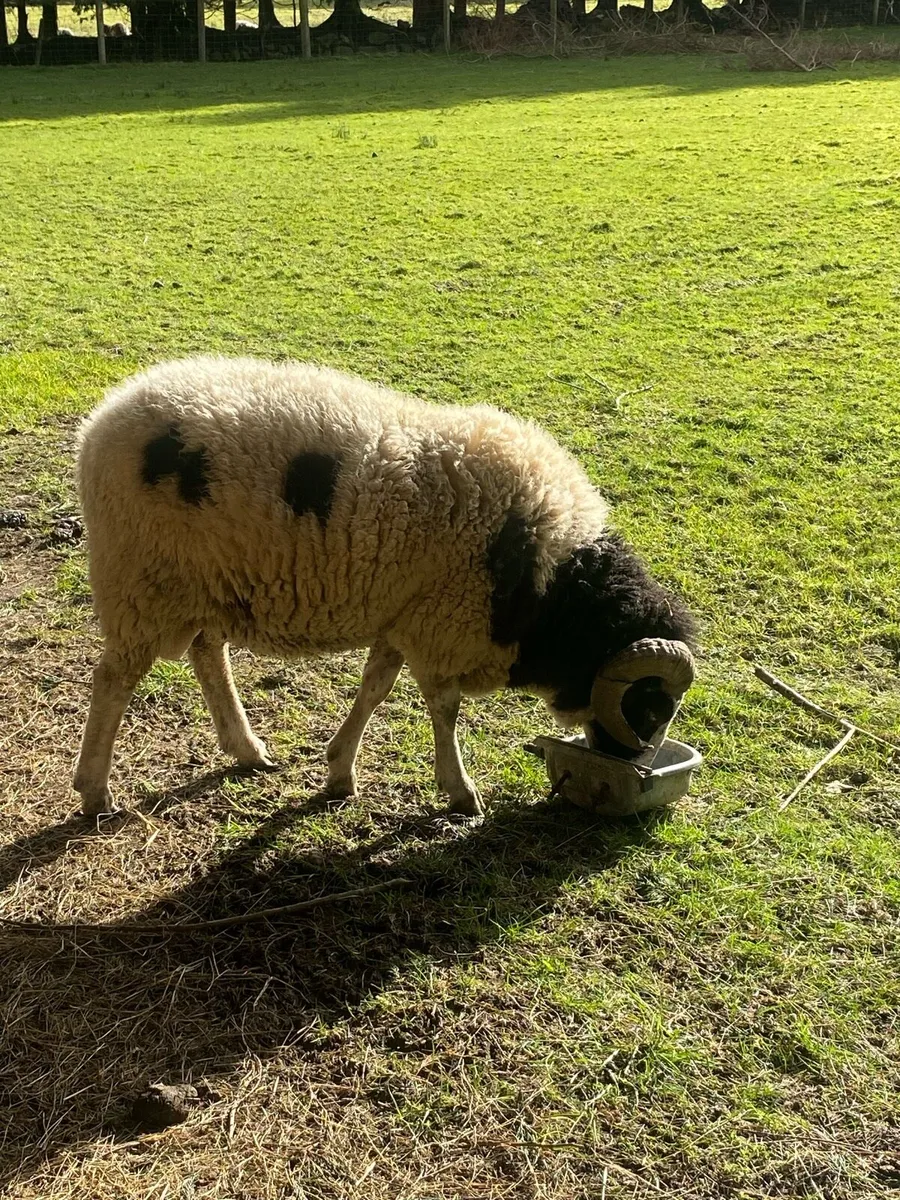 Jacob pedigree Ram. 2 year old - Image 1