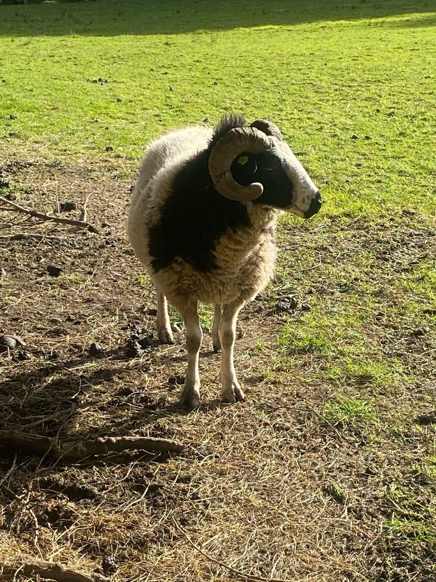 Jacob pedigree Ram. 2 year old - Image 2
