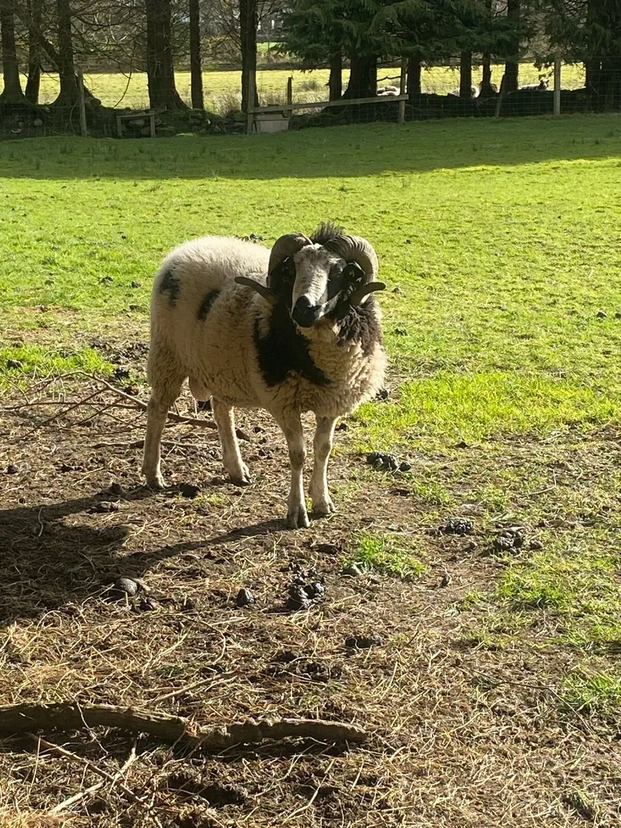 Jacob pedigree Ram. 2 year old - Image 3