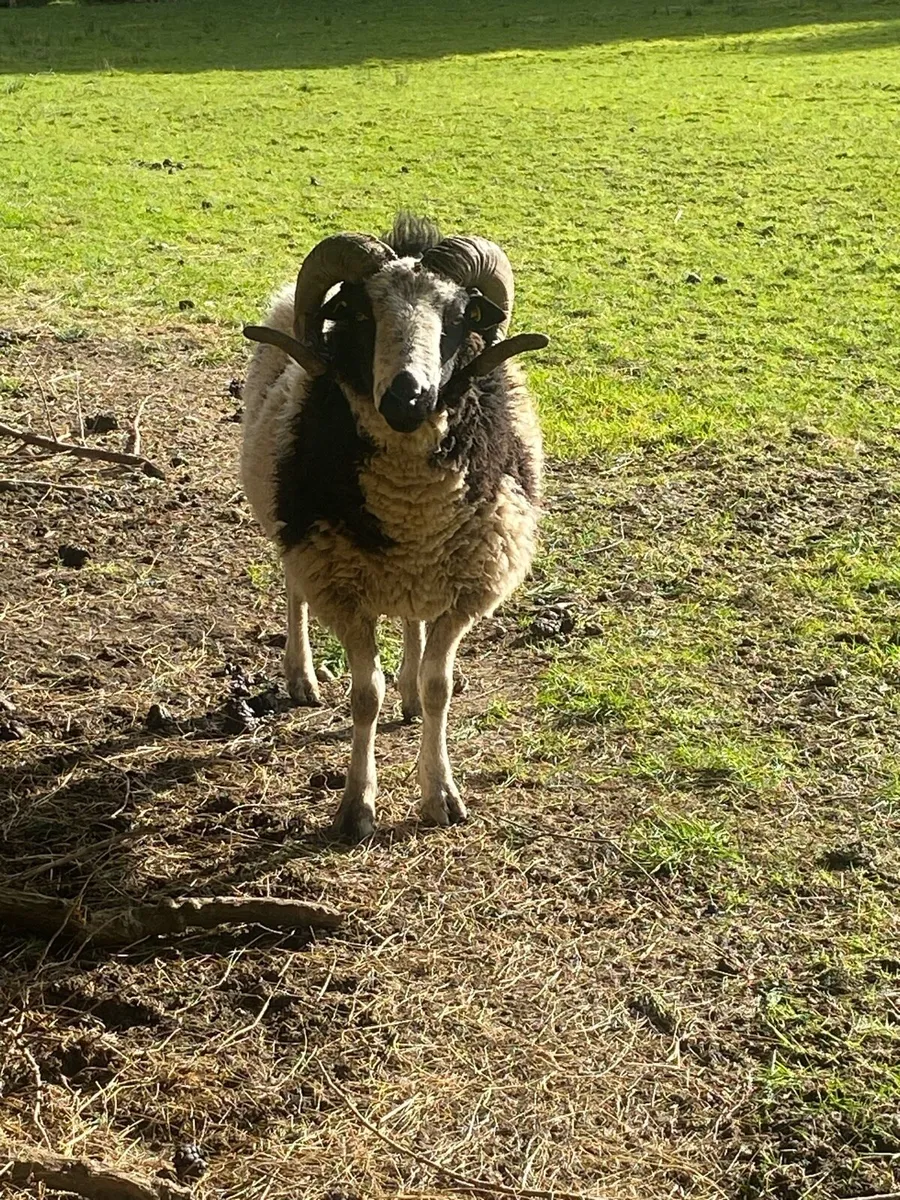 Jacob pedigree Ram. 2 year old - Image 4