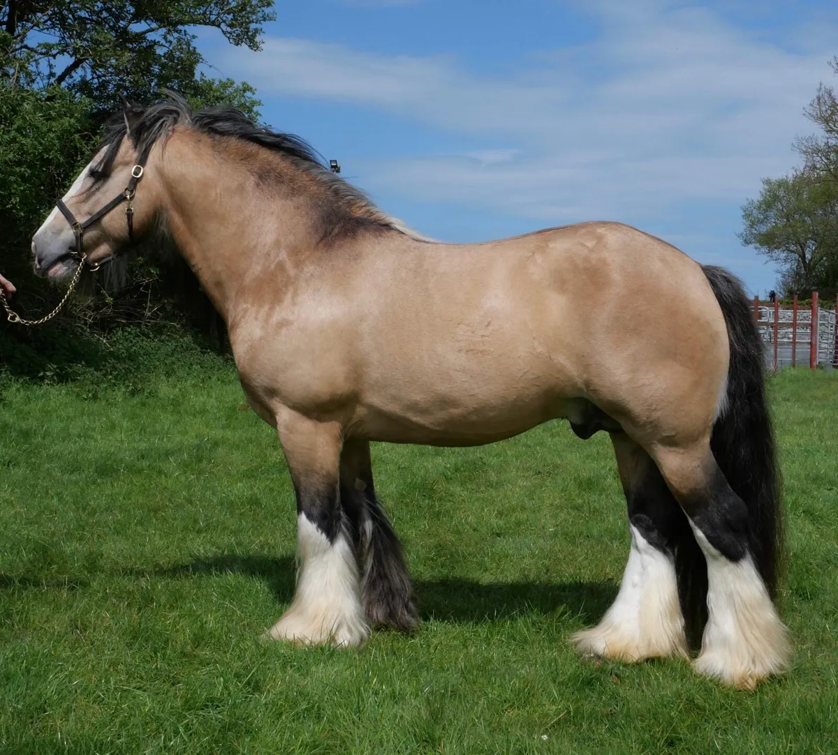 STUD GOLDEN MASTER - Image 1