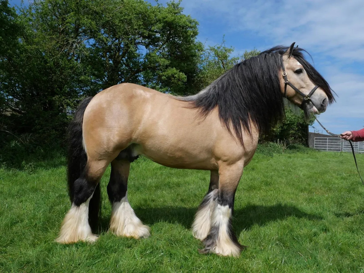 STUD GOLDEN MASTER - Image 3