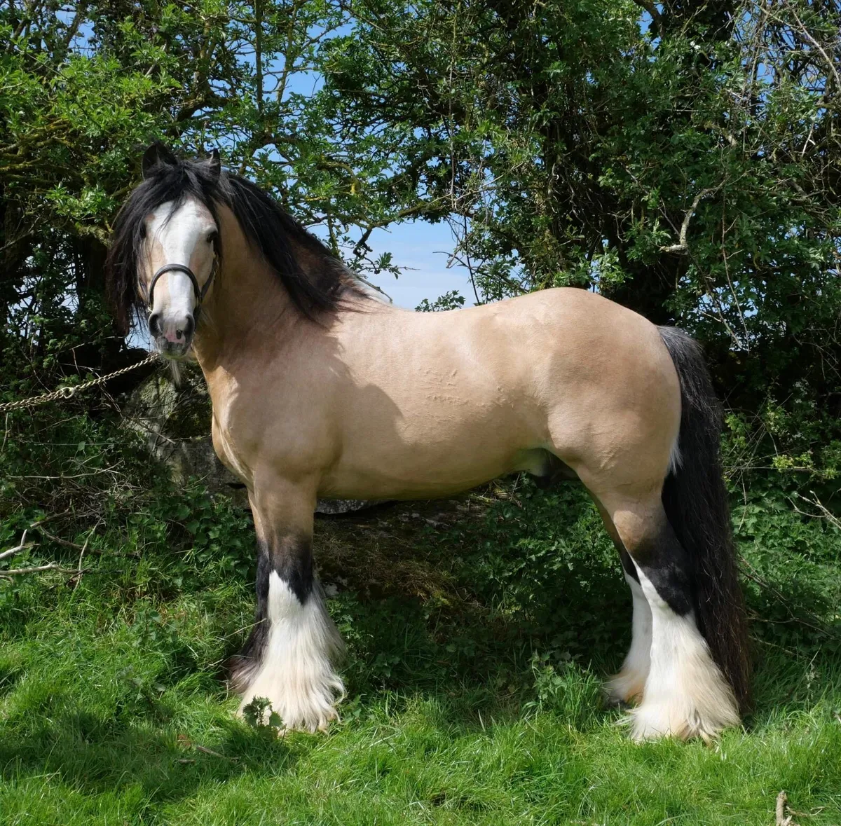 STUD GOLDEN MASTER - Image 4