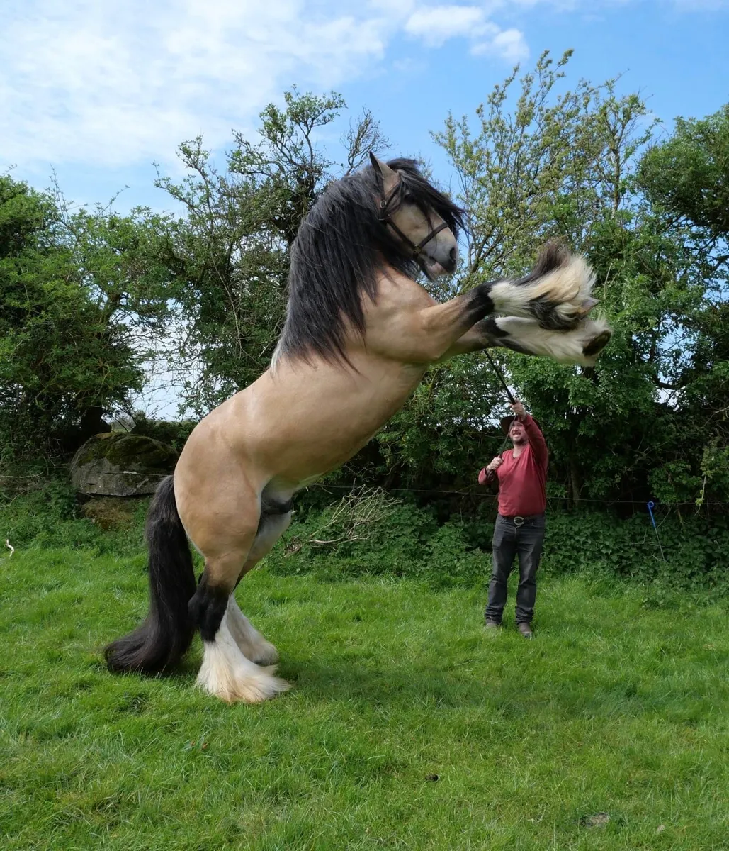 STUD GOLDEN MASTER - Image 2