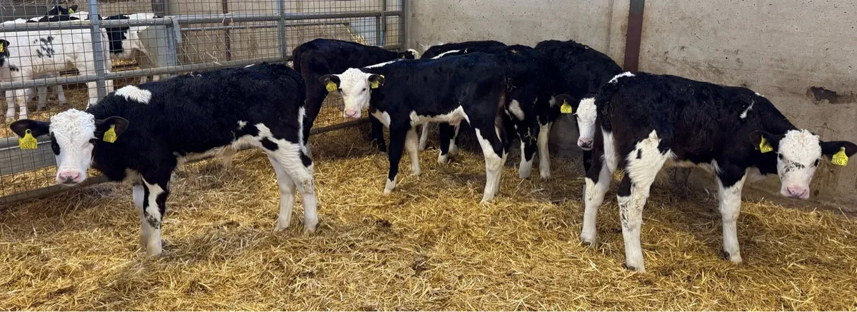 Hereford Bulls - Image 1